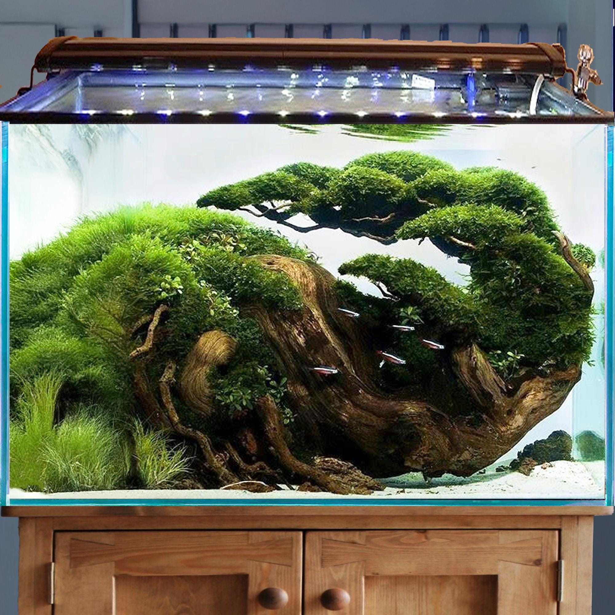Aquarium Driftwood Bonsai Tree Aquascape Wood Hardscape Decor Real Fish  Tank Plants - Etsy