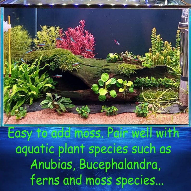 Pu&ograve; includere: Una scena di acquario con lussureggianti piante acquatiche, tra cui felci verdi, muschio e piante rosse, disposte attorno a un pezzo di legno. Piccoli pesci nuotano tra le piante. Il testo in basso dice: "Easy to add moss. Pair well with aquatic plant species..."