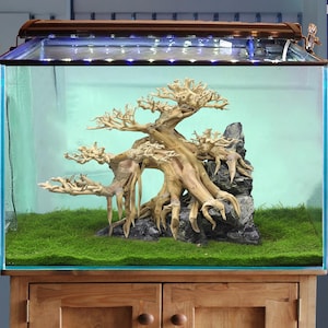 May include: An aquarium with a decorative driftwood and rock arrangement. The driftwood resembles a bonsai tree, with intricate branches and roots. The tank has a green moss base and a wooden cabinet.