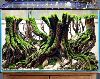 May include: A rectangular glass aquarium tank featuring a detailed aquascape with dark brown driftwood arranged to resemble a forest of tree trunks. Bright green moss covers the wood, interspersed with grey rocks and a light sand path.