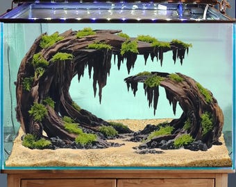 May include: An aquarium with a naturalistic aquascape. The tank features a large piece of driftwood with green moss, creating a cave-like structure. The substrate is sand, and the background is a light blue. The aquarium sits on a wooden cabinet.