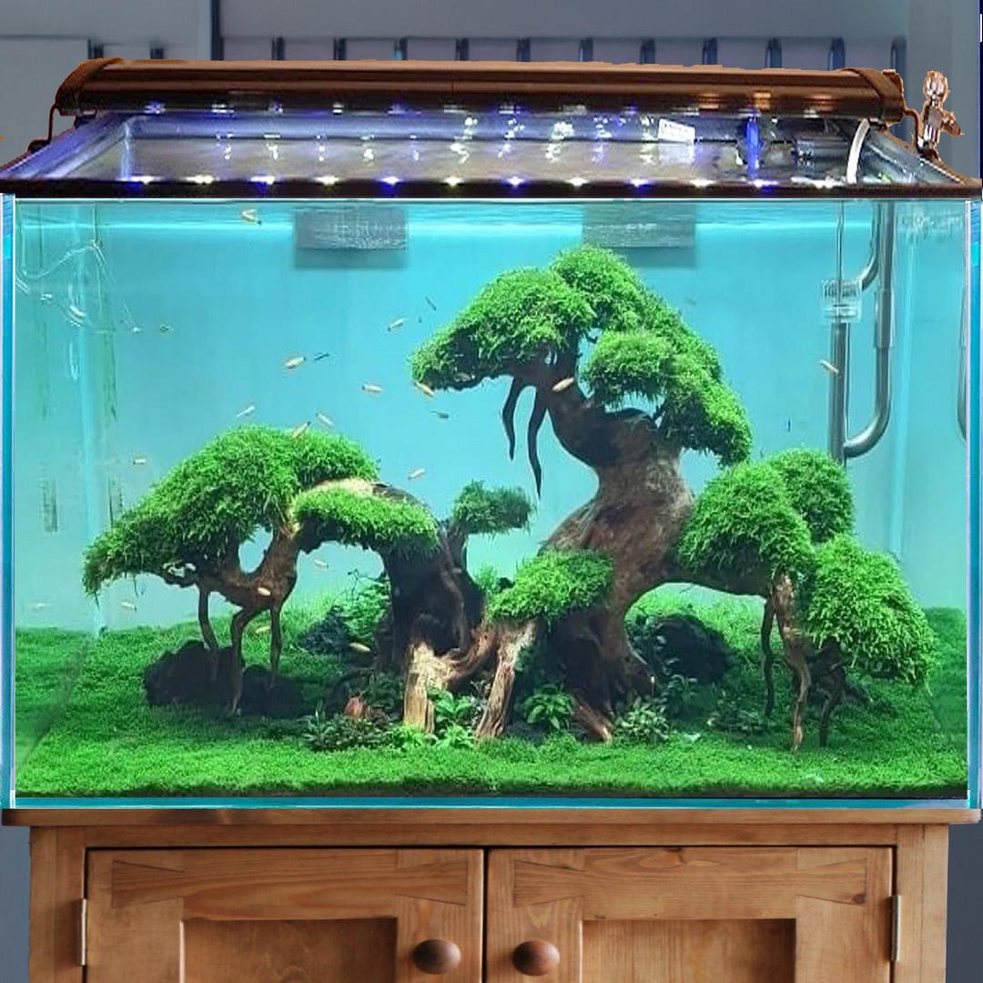 Fish Tank Setup With Driftwood: Stunning Natural Aquascape Ideas