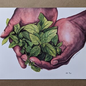 Gartenhände mit frischem wildem Minzarchivdruck botanische Kunst