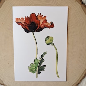 qualquer ocasião cartão de felicitações em branco com arte floral botânica de papoula