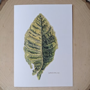 any occasion burley tobacco kentucky original fine art blank greeting card