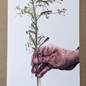 Hand mit frischem wildem Minzarchivdruck botanische Kunst