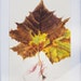 see more listings in the Stampe Fine Art section