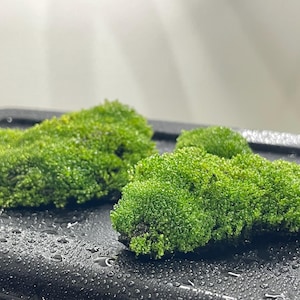 May include: Close-up of vibrant green moss clumps, likely for terrariums or decorative use. The moss is lush and textured, with a natural appearance. The moss is on a black surface with water droplets.