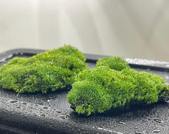 Musgo de cojín vivo fresco: perfecto para terrarios de bonsái, manualidades y decoración.