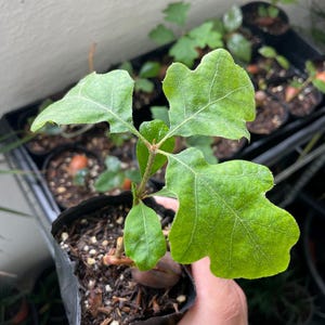 May include: A young oak tree seedling with vibrant green leaves, held in a small black pot. The leaves have a distinctive lobed shape, and the seedling is surrounded by other small plants in the background.