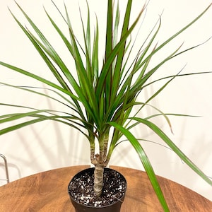Dragon Tree, Madagascar Dragonplant, Dracaena marginata Hort in 4 In Pot