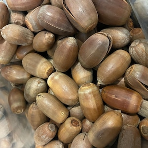 May include: A close-up shot of a collection of acorns, showcasing their natural brown hues and textured surfaces. The acorns are in various stages of maturity, with some still encased in their caps. The image highlights the organic shapes and details of the acorns.