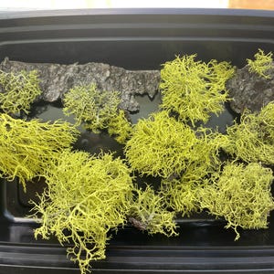 May include: A black plastic container holding pieces of tree bark and bright yellow-green moss. The moss has a delicate, branching structure, and the bark is dark brown with a rough texture. The arrangement suggests a natural, earthy theme.
