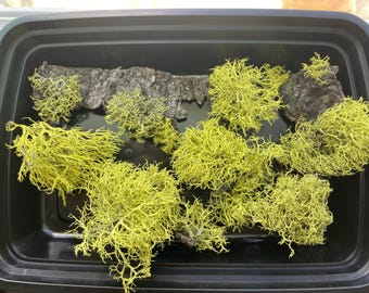 Wild-Harvested Wolf Lichen – 100 percent Organic and Sustainably Sourced Moss for Crafts, Decor, and Terrariums - Letharia vulpina