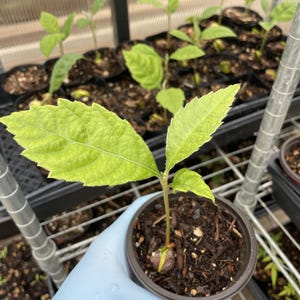 Live Loquat Tree Seedling (Eriobotrya japonica) – Grown from Seed