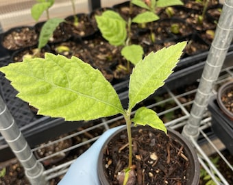 Loquat 'champagne' (eriobotrya Japonica) - Etsy