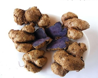 Black Ginger Bulbs (Kaempferia Parviflora): Thai Herb for Planting 150 g.