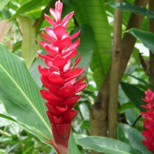 6 rizomas de jengibre de color rojo, plantas vivas de Alpinia purpurata.