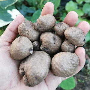 May include: A handful of light brown, round, and textured objects, possibly tubers or bulbs. The objects are held in an open hand, with a blurred green background of foliage.