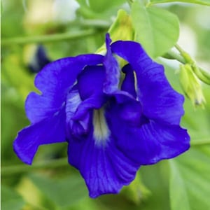 Blue Butterfly Pea Seeds: Clitoria Ternatea - Tuinieren