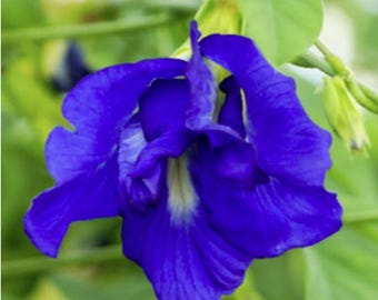 Semillas de guisante mariposa azul: Clitoria ternatea - Jardinería casera