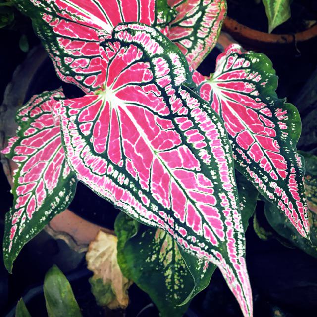 Caladium thai beauty - Etsy 日本