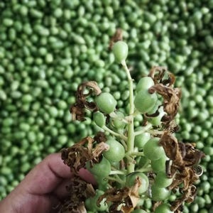 Galangal Seeds: Thai Cooking Herb - 50 Seeds