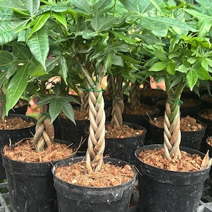 Pachira Aquatica Seeds: Organic Money Tree Plant, Rare Variety