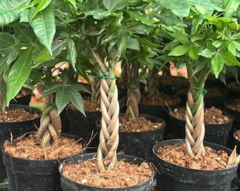 Pachira Aquatica Tree - Live Premium Potted Indoor Plant Braided