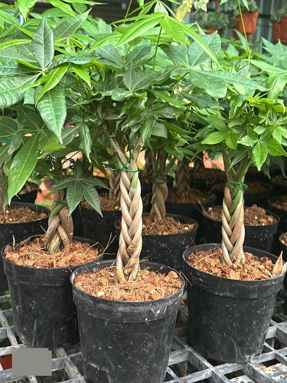 Pachira Aquatica Seeds: Organic Money Tree Plant, Rare Variety 5 Seeds -  Etsy Denmark
