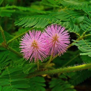 Nasiona Mimosa Pudica: Roślina wrażliwa - Touch-Me-Not