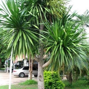 Dracaena cochinchinensis, Albero del drago thailandese - 50 semi