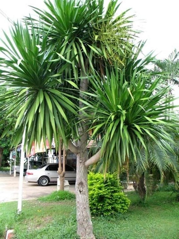 Dracaena Cochinchinensis, Thai Dragon Tree - 50 Seeds - Etsy Israel