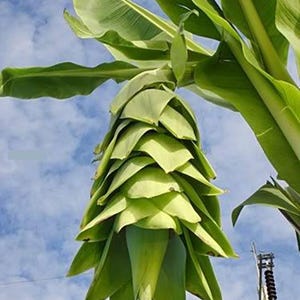Puede incluir: Primer plano de la flor de un plátano, con capas de brácteas verdes que forman una forma de cono. La flor cuelga hacia abajo, con grandes hojas verdes y un cielo azul de fondo. La imagen está tomada desde un ángulo bajo.