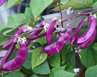 30粒の紫色のヒヤシンス豆のつる種子（Lablab purpureus）