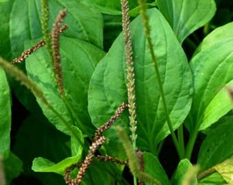 Piantaggine Maggiore | Plantago Major L - Foto 6