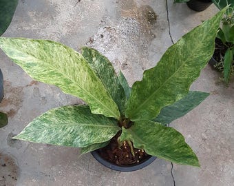 超希少❗️サイズ大❗️アンスリウム　ルネッサンス　斑入り✨ Anthurium Renaissance Variegation. Hybrid Seedling Size 3-5 inch