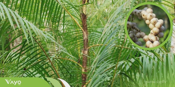 philodendron velvet Philodendron