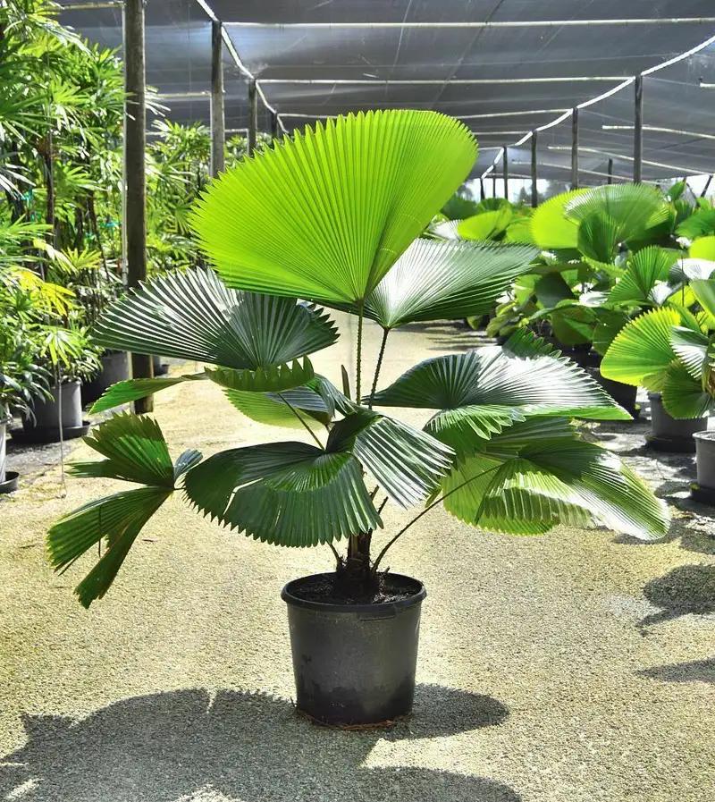 Licuala grandis - Etsy 日本