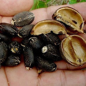 Piñon de Botija | 10+ Seeds | Jatropha Curcas | Physic Nut | Santeria | Hoodoo
