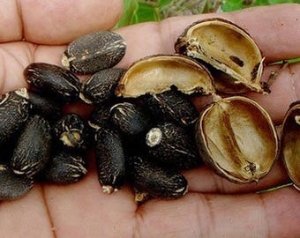 Piñon de Botija | 10+ Samen | Jatropha Curcas | Physische Nuss | Fröhlich | Kapuze