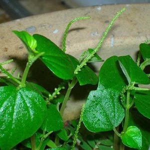 Puede incluir: Primer plano de una planta verde con hojas pequeñas en forma de corazón y tallos largos y delgados. La planta está creciendo en una maceta marrón.