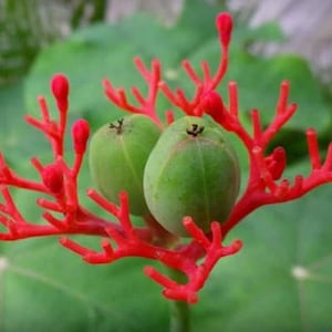 Op de afbeelding: Close-up van een plant met helderrode, koraalachtige structuren en twee groene, ronde zaaddozen. De achtergrond toont grote groene bladeren, wat een natuurlijke, levendige scène creëert. De unieke vorm van de plant wordt benadrukt.