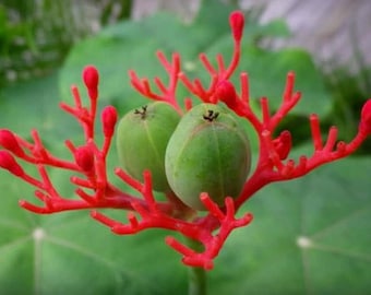 10 Samen Jatropha podagrica Hook. Euphorbiaceae Wurzelknolle Pflanzen Garten Bonsai