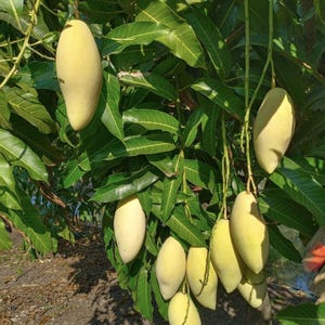 Thai sweet mango 2 seeds, Nam Dok Mai, sweet mango, mango seeds, golden mango