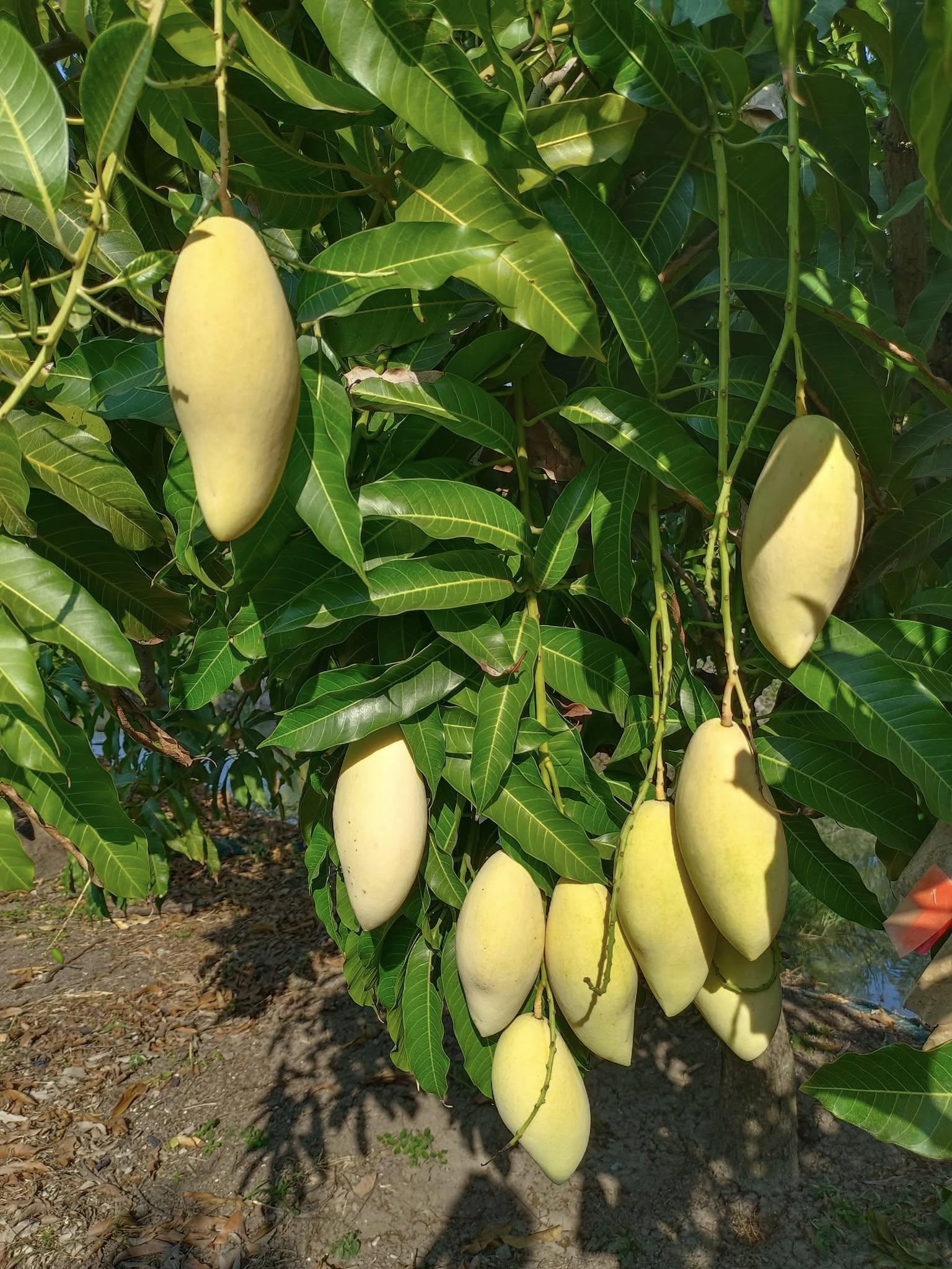 Mango seeds - Etsy Schweiz