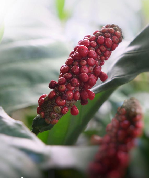 20 Anthurium Jenmanii Variegated Seeds: Auspicious Plant - Etsy Israel