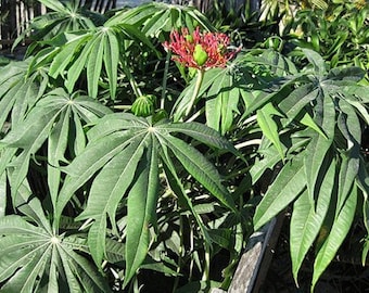 Jatropha multifida Coral Pflanzensamen: Tropische Blume