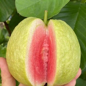 50 seeds Red Guava seeds, Thai big pink Guava seeds , Thai guava