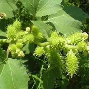 10 seeds Guisazo de Caballo | Cockleburs | Xanthium | Dried | Traditional Herbs | Santeria | Yoruba |